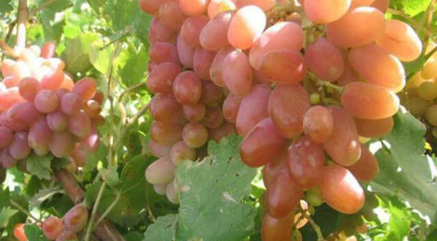 عضو هیأت علمی مرکز تحقیقات و آموزش کشاورزی و منابع طبیعی خراسان شمالی در گفت‌وگو با ایسنا؛