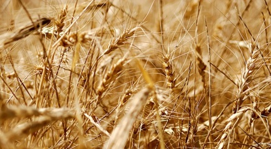 برگزاری وبینار آموزشی به میزبانی موسسه تحقیقات گیاه‌پزشکی کشور؛