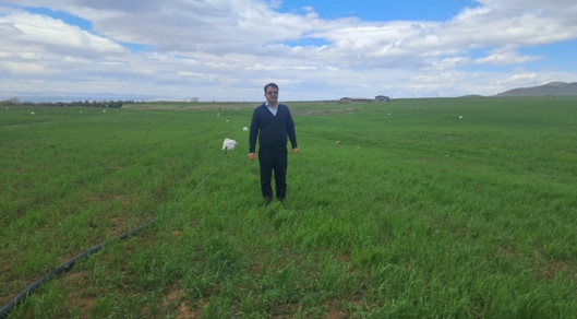 بازدید از مزارع گندم نمایشی تحت تیمار های کودی پوششی اوره و فسفر در استان