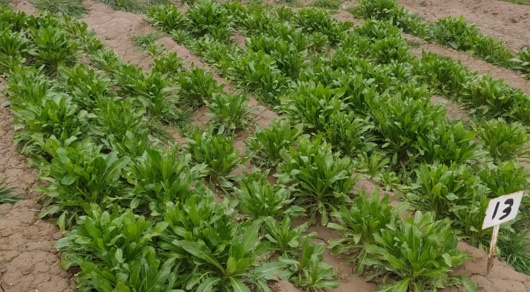 شناسایی ژنوتیپ‌های سازگار با سرمای کشور در طرح‌های به‌نژادی کلزا و گلرنگ