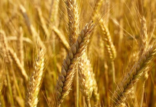 موسسه تحقیقات اصلاح و تهیه نهال و بذر
