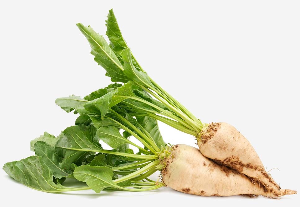 موسسه تحقیقات اصلاح و تهیه بذر چغندر قند