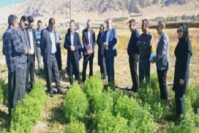 بازدید مسئولان ارشد سازمان تات از مرکز تحقیقات و آموزش کشاورزی و منابع طبیعی استان ایلام و سازمان جهاد کشاورزی استان ایلام به همراه مشاور معاون وزیر و مدیر کل دفتر حوزه ریاست سازمان