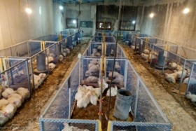 برگ درخت خرما بستر جوجه‌های گوشتی؛ دستاورد نوین مرکز تحقیقات کشاورزی بوشهر در صنعت پرورش طیور