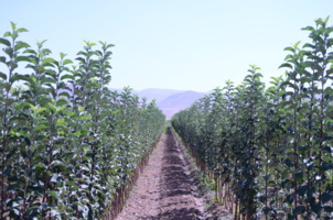 ضمانت امنیت غذایی کشور با تولید نهال استاندارد و شناسه‌دار