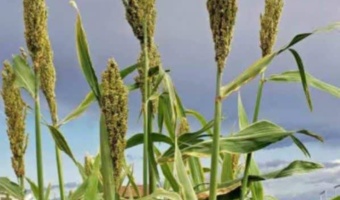 سورگوم؛ دستاوردی راهبردی برای تولید پایدار علوفه در مناطق خشک کشور