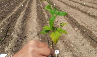 دستیابی به ارقام هیبرید جدید گوجه‌فرنگی با عملکرد بالا و کیفیت مطلوب در کشور