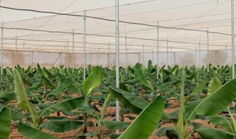 دستاورد پژوهشکده خرما و میوه‌های گرمسیری تات؛ تولید موفق نهال‌های کشت بافتی موز رقم جی‌ناین در گلخانه