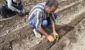 گامی بنیادین در خودکفایی بذر هیبرید فلفل؛ تولید و ارزیابی ژنتیکی لاین‌های خالص توسط محقق تات