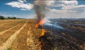 پسماندهای کشاورزی، سرمایه‌ای ارزشمند برای توسعه اقتصاد زیستی کشور