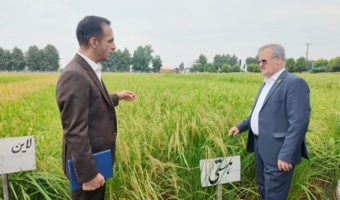 هدف‌گذاری برای ایجاد ۵۰۰ مزرعه الگویی؛ برنامه تات برای خودکفایی ۹۰ درصدی در تولید برنج