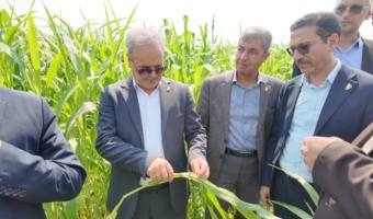 تولید تا ۲۴۰ تن علوفه با نصف آب ذرت؛ راهکار جدید تات برای امنیت خوراک دام