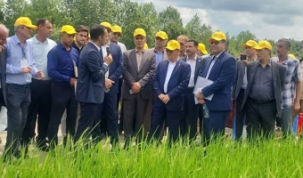روز ملی برنج؛ هم‌افزایی پژوهش، سیاست‌گذاری و تولید برای جهش بهره‌وری و کاهش وابستگی به واردات