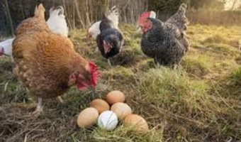 افزایش سه‌برابری تولید تخم‌مرغ مرغ بومی و ۶ میلیون دلار صرفه‌جویی ارزی با فناوری‌های تات