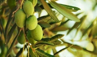 کاهش وابستگی به سموم شیمیایی در باغ‌های زیتون؛ راهکار زیستی پژوهشگران گیلان خسارت مگس زیتون را ۲۰ درصد کاهش داد