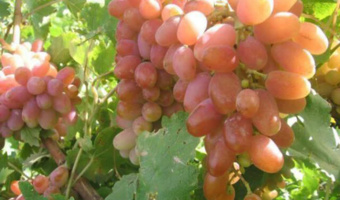 عضو هیأت علمی مرکز تحقیقات و آموزش کشاورزی و منابع طبیعی خراسان شمالی در گفت‌وگو با ایسنا؛