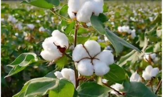 پژوهشگر مرکز تحقیقات و آموزش کشاورزی و منابع طبیعی اصفهان در گفت‌وگو با ایرنا؛