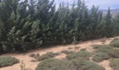 مازندران، میزبان یکی از مهم‌ترین ذخیره‌گاه‌های ژن‌های گیاهی ارزشمند منطقه شد