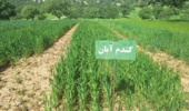 پایش عملی ۳۰ رقم جدید گندم، جو و علوفه / گام عملی تات برای ارتقای بهره‌وری دیم‌زارها