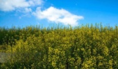 شناسایی ارقام سازگار کلزا برای کشت دوم در شالیزارهای گیلان
