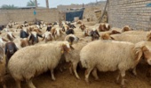 انتخاب ژنتیکی به جای آمیخته‌گری بی‌برنامه؛ راهکار کم‌هزینه عضو هیأت علمی تات برای بهبود بهره‌وری گله‌های گوسفند