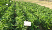 توسعه علمی کشت کنجد در خوزستان؛ گام راهبردی سازمان تات برای کاهش وابستگی به واردات روغن