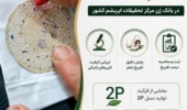 آغاز پایش علمی تفریخ تخم نوغان برای ارتقای کیفیت لاین‌های ژنتیکی