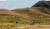 الگوی دیم‌کاری علمی در رضویه مشهد اجرا می‌شود؛ آغاز مسیر ارتقای بهره‌وری اراضی کم‌بارش با مدیریت نوین آب و خاک