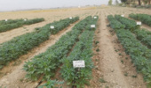 داراب ۱ ؛ رقم برتر کنجد برای شرایط کم‌آبی شناسایی شد/ دستاورد پژوهشی خوزستان در مسیر ارتقای بهره‌وری آب و پایداری تولید
