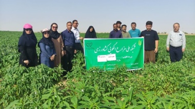 پایش مزارع الگویی شبانکاره توسط محققان مرکز تحقیقات بوشهر