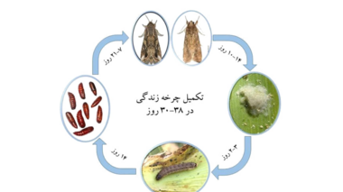زیست‌شناسی کرم برگ‌خوار پاییزه