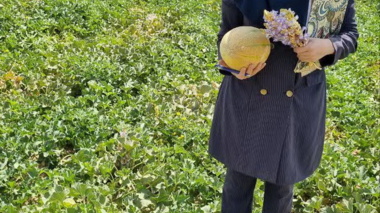 پایش و مدیریت گل جالیز در مزارع صیفی منطقه مهاجران استان همدان