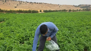 نمونه‌برداری برگ از مزارع تولید بذر سیب‌زمینی ایلام با هدف ارزیابی سلامت مزرعه