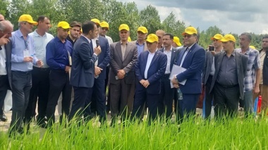 روز ملی برنج؛ هم‌افزایی پژوهش، سیاست‌گذاری و تولید برای جهش بهره‌وری و کاهش وابستگی به واردات