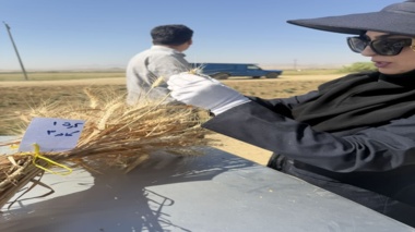 آغاز عملیات برداشت و ارزیابی پروژه مدیریت تغذیه گندم دیم در مزارع آذربایجانغربی