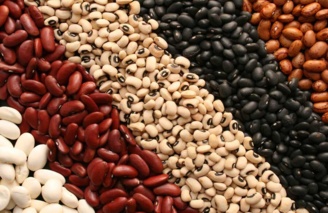 رشد ۲۳۲ هکتاری سطح زیر کشت مزارع تکثیر بذر حبوبات در کشور