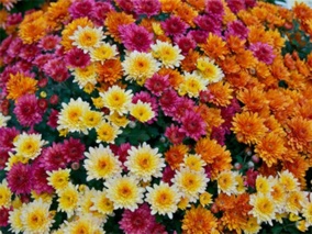 باغ گیاه شناسی ایران جزء ۱۰ باغ برتر جهان است