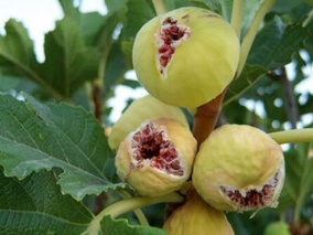 انجیر دیم قهرمان مقابله با بحران آب/ از هر هکتار یک تا 8 تن طلای شیرین برداشت می‌شود