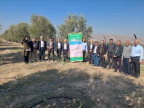 برگزاری کارگاه ترویجی هرس درختان زیتون