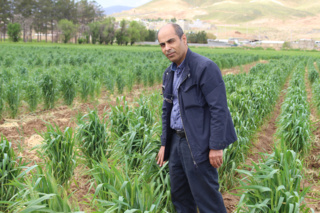 رئیس بخش تحقیقات زراعی و باغی مرکز تحقیقات و آموزش کشاورزی و منابع طبیعی فارس: اجرای تمامی ارکان تحقیقات غلات شامل ۲۵ پروژه تحقیقاتی  در ایستگاه زرقان، نویدبخش ارقام مقاوم و پربازده