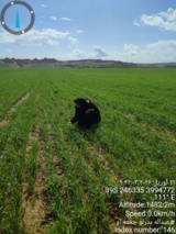 بازدید مرحله سبز مزارع تولید بذر گندم و جو استان در سال زراعی ۱۴۰۵-۱۴۰۴