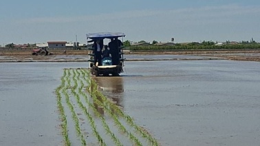 آغاز طرح ملی مزارع الگویی آموزش و ترویج کشاورزی