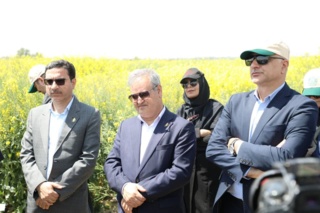 نگاه دو معاون وزیر به مزارع کلیدی غلات و دانه‌های روغنی