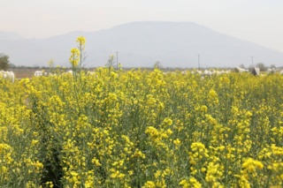 از گندم‌های اقلیمی تا کلزا و گلرنگ