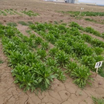 شناسایی ژنوتیپ‌های سازگار با سرمای کشور در طرح‌های به‌نژادی کلزا و گلرنگ