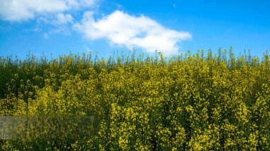 شناسایی ارقام سازگار کلزا برای کشت دوم در شالیزارهای گیلان