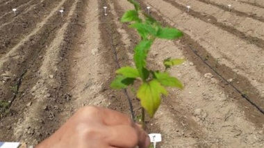 دستیابی به ارقام هیبرید جدید گوجه‌فرنگی با عملکرد بالا و کیفیت مطلوب در کشور