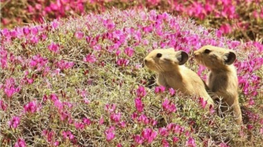بازدید عشایری