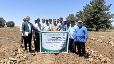برنامه انتقال یافته های تحقیقاتی در روز مزرعه چغندر قند پاییزه موضوع برداشت چغندر قند در شهرستان سرخس