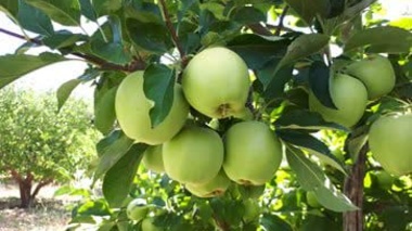 سیب‌های آذربایجان‌غربی یک گام به برداشت پایدار نزدیک‌تر شدند؛ رمزگشایی از عوامل ریزش میوه